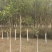 香橼树，铁梨寨
