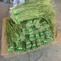 贡菜干条
