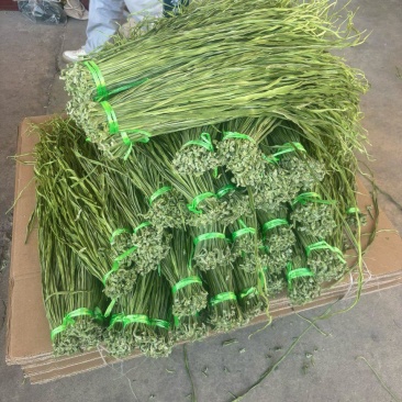 贡菜干条