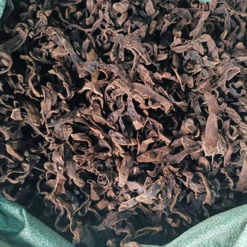 骨碎补