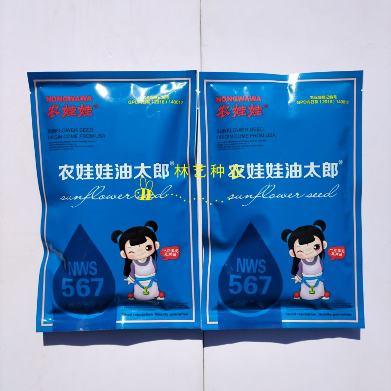 农娃娃油太郞向日葵种子NWS567三系油葵种籽抗病春季播