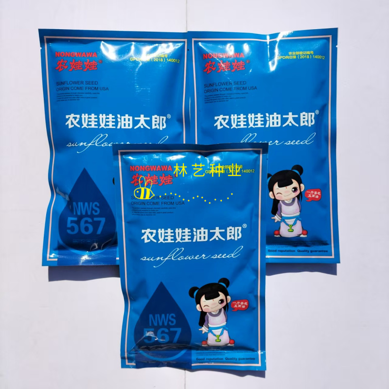 农娃娃油太郞向日葵种子NWS567三系油葵种籽抗病春季播