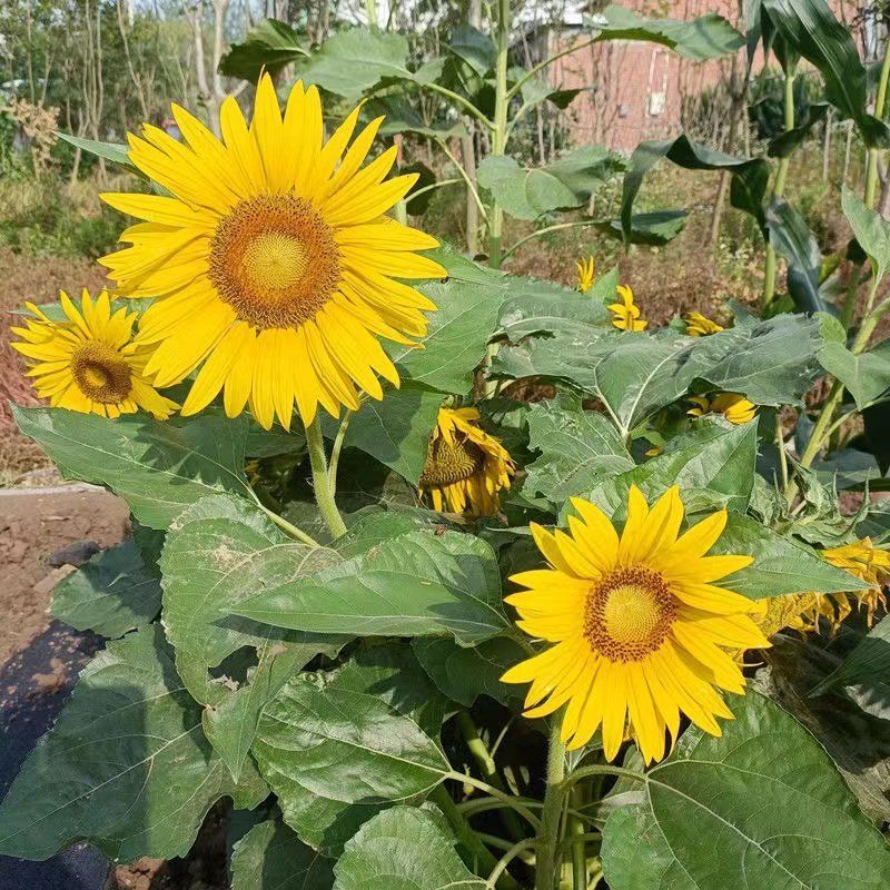 NWS618法兰西**矮大头向日葵种子矮杆抗倒伏油葵种籽