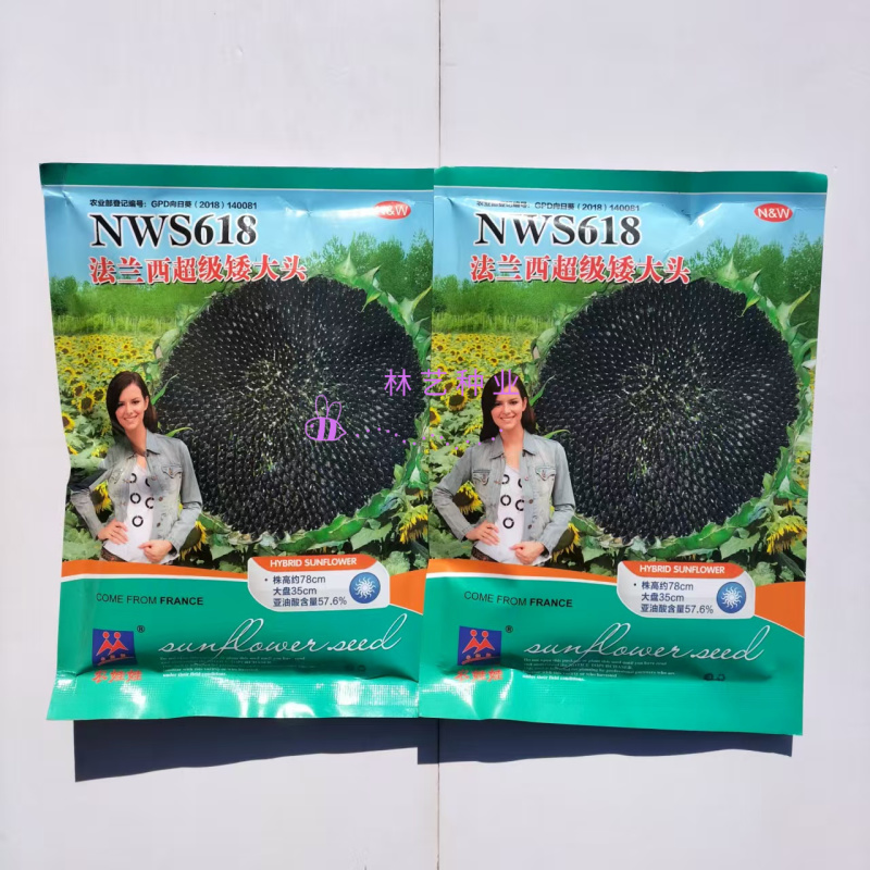 NWS618法兰西**矮大头向日葵种子矮杆抗倒伏油葵种籽