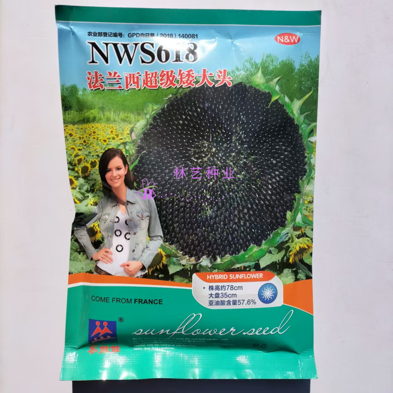 NWS618法兰西**矮大头向日葵种子矮杆抗倒伏油葵种籽