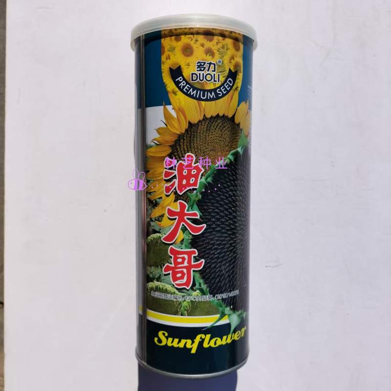 多力油大哥油葵种子抗病高产高油率矮大头油葵种籽