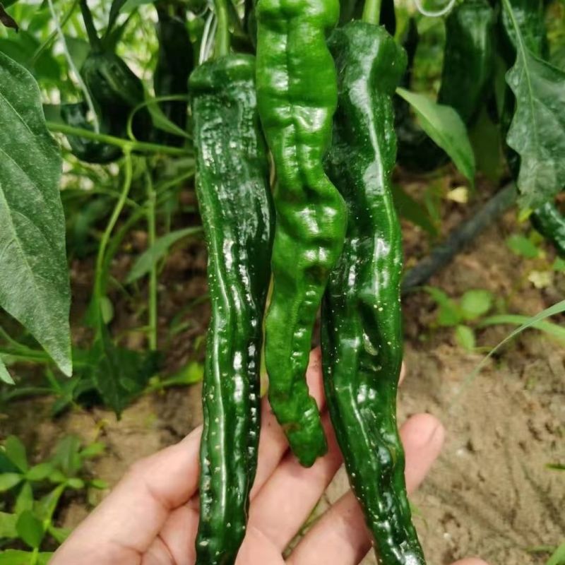 黑龙9号皱皮椒种子特辣小皱皮辣椒种子高产皮薄黑绿皱皱辣种