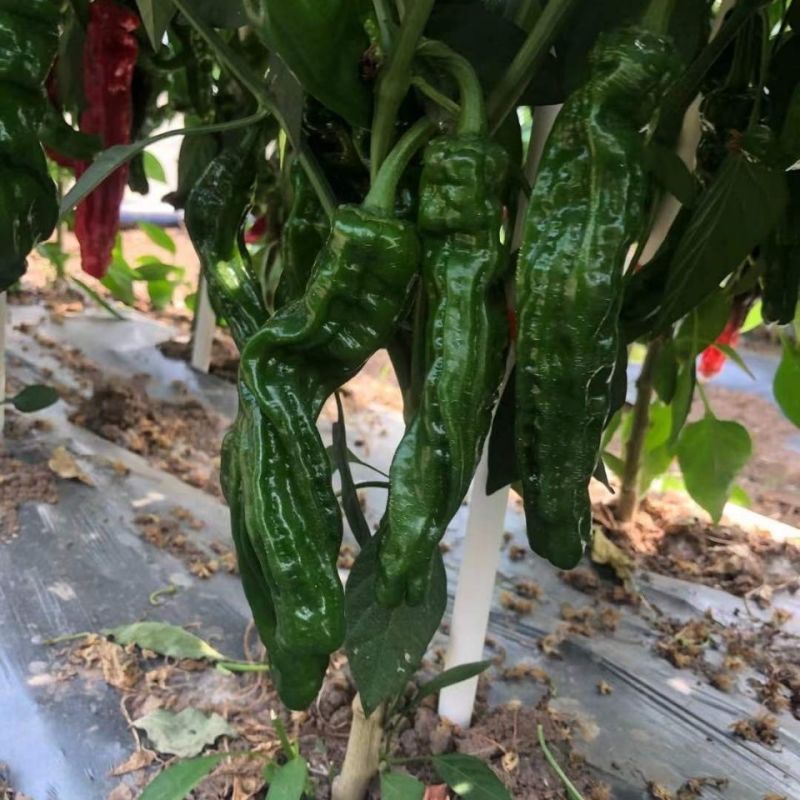黑龙9号皱皮椒种子特辣小皱皮辣椒种子高产皮薄黑绿皱皱辣种