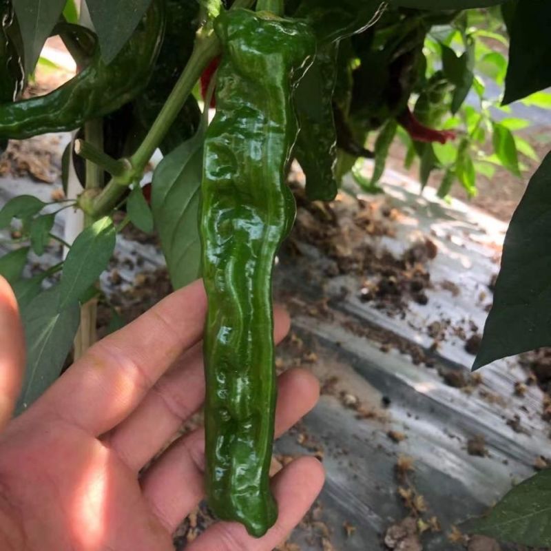 黑龙9号皱皮椒种子特辣小皱皮辣椒种子高产皮薄黑绿皱皱辣种