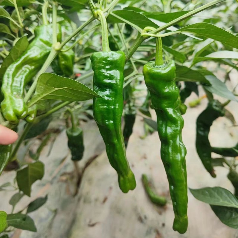黑龙9号皱皮椒种子特辣小皱皮辣椒种子高产皮薄黑绿皱皱辣种