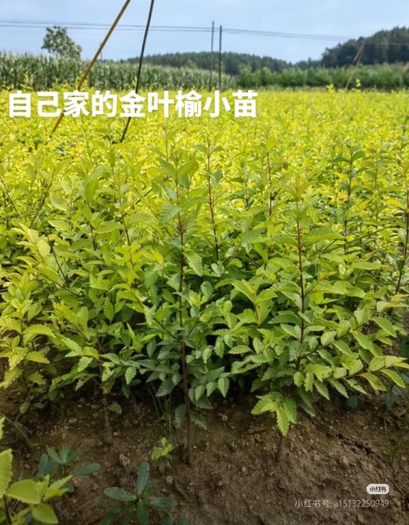 金叶榆绿篱绿化苗木全国发货榆树金叶榆/全国发货