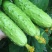 全雌A9节节水果黄瓜种子瓜条顺直翠绿有光泽早熟抗病口感好