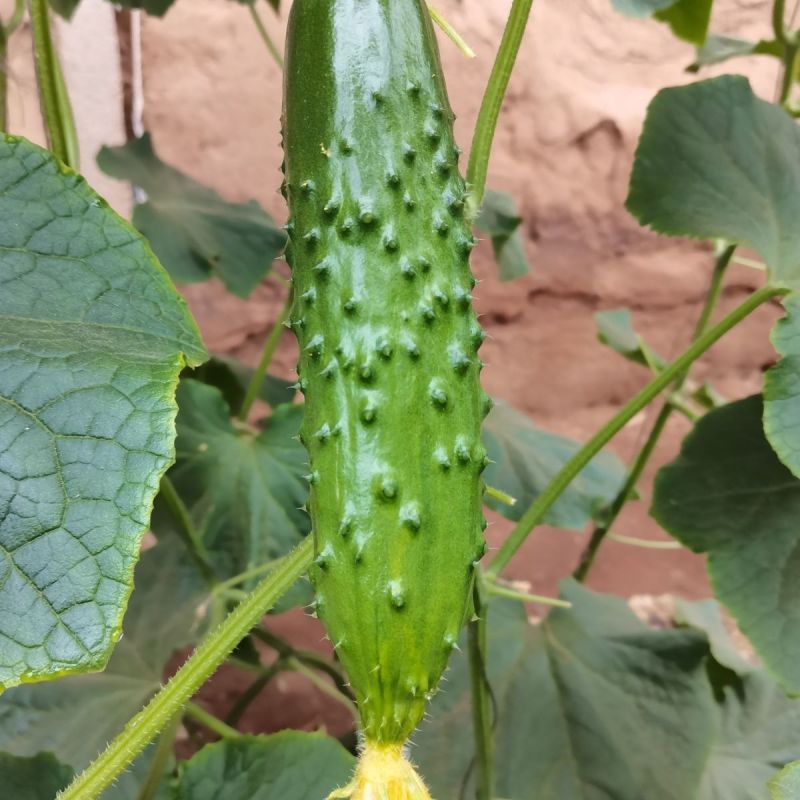 全雌A9节节水果黄瓜种子瓜条顺直翠绿有光泽早熟抗病口感好