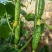 全雌A9节节水果黄瓜种子瓜条顺直翠绿有光泽早熟抗病口感好