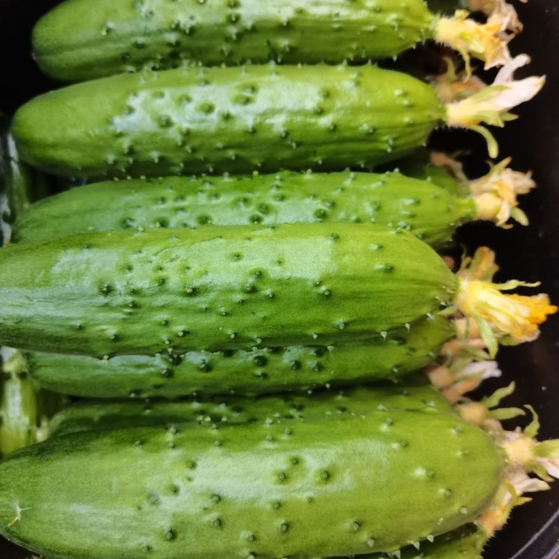 全雌A9节节水果黄瓜种子瓜条顺直翠绿有光泽早熟抗病口感好