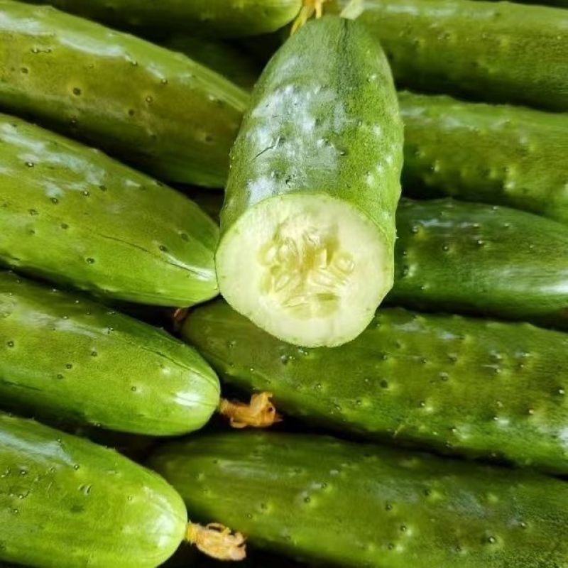 全雌A9节节水果黄瓜种子瓜条顺直翠绿有光泽早熟抗病口感好