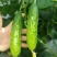 全雌A9节节水果黄瓜种子瓜条顺直翠绿有光泽早熟抗病口感好