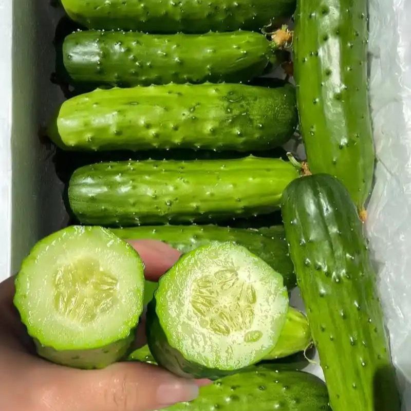 全雌A9节节水果黄瓜种子瓜条顺直翠绿有光泽早熟抗病口感好