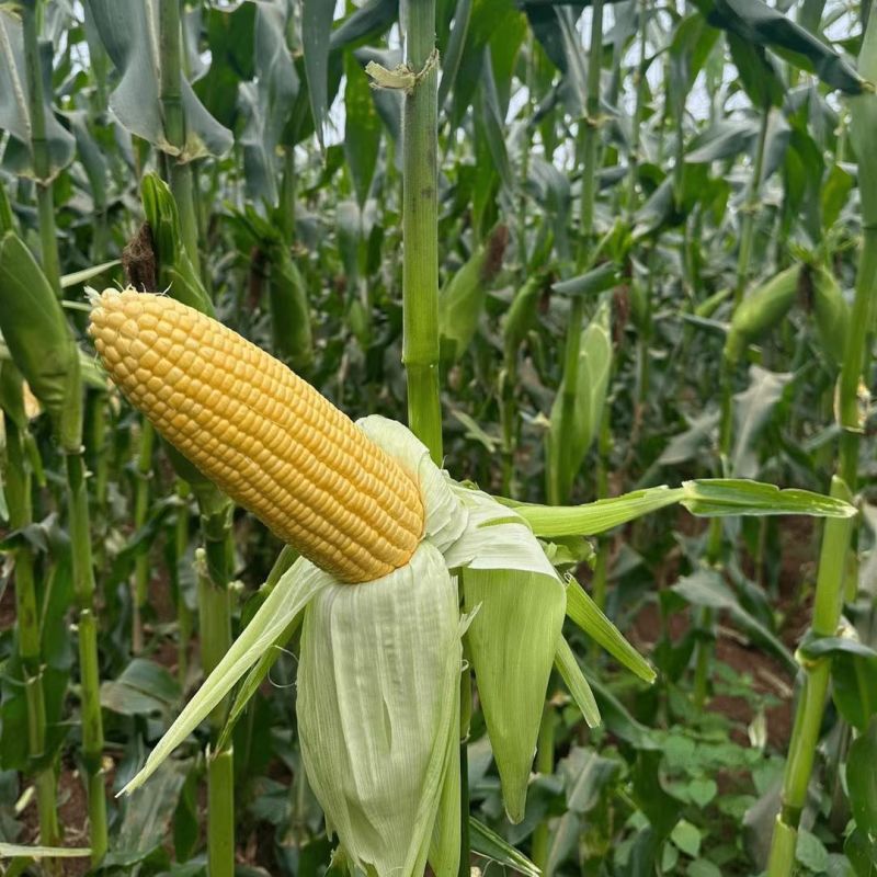 粤甜138水果甜玉米种子太阳花6号鲜食黄玉米种籽春秋播种