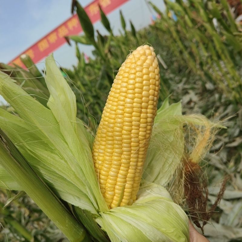 粤甜138水果甜玉米种子太阳花6号鲜食黄玉米种籽春秋播种