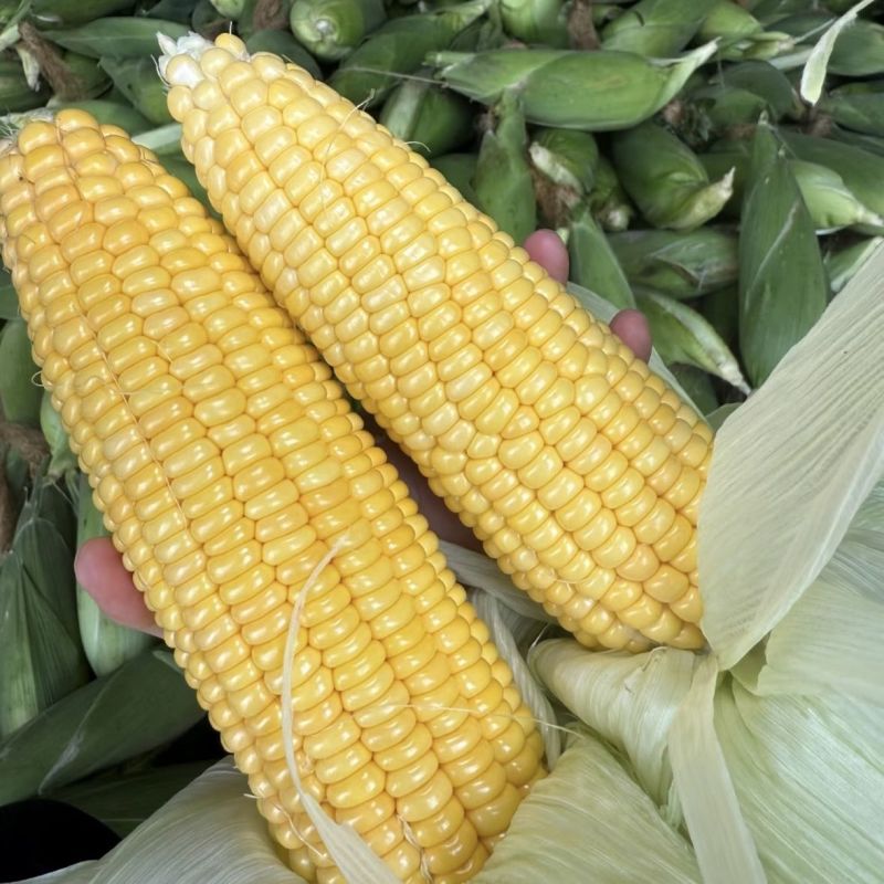 粤甜138水果甜玉米种子太阳花6号鲜食黄玉米种籽春秋播种
