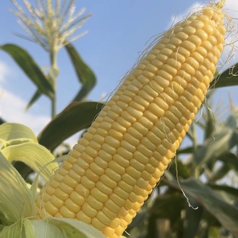 粤甜138水果甜玉米种子太阳花6号鲜食黄玉米种籽春秋播种