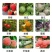 甜蜜素果树真甜
