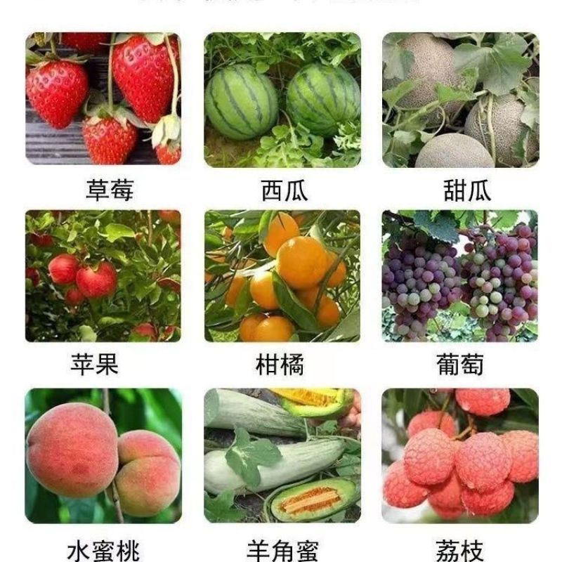 甜蜜素果树真甜