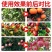 甜蜜素果树真甜
