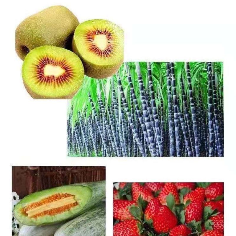 甜蜜素果树真甜