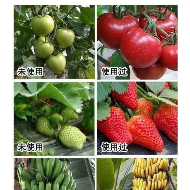 甜蜜素果树真甜