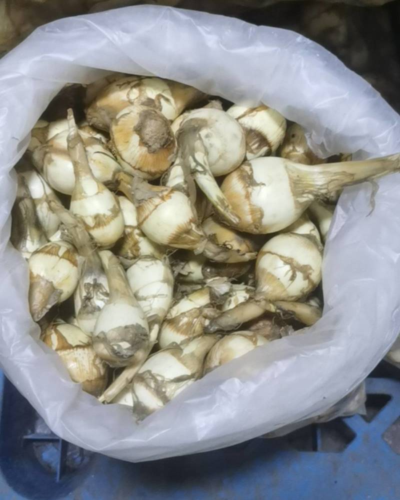 茨菇