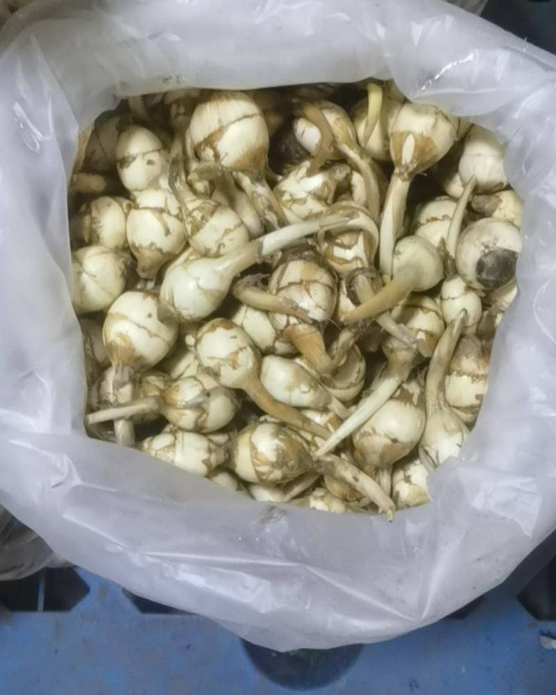 茨菇