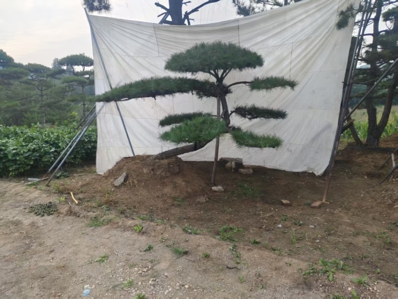 造型松，全国**的性价比高，**基地！
