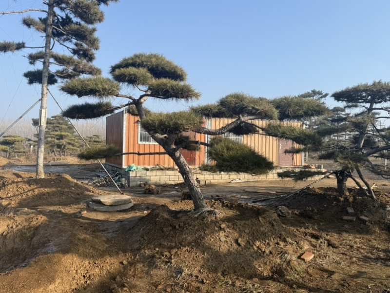 造型松，全国**的性价比高，**基地！