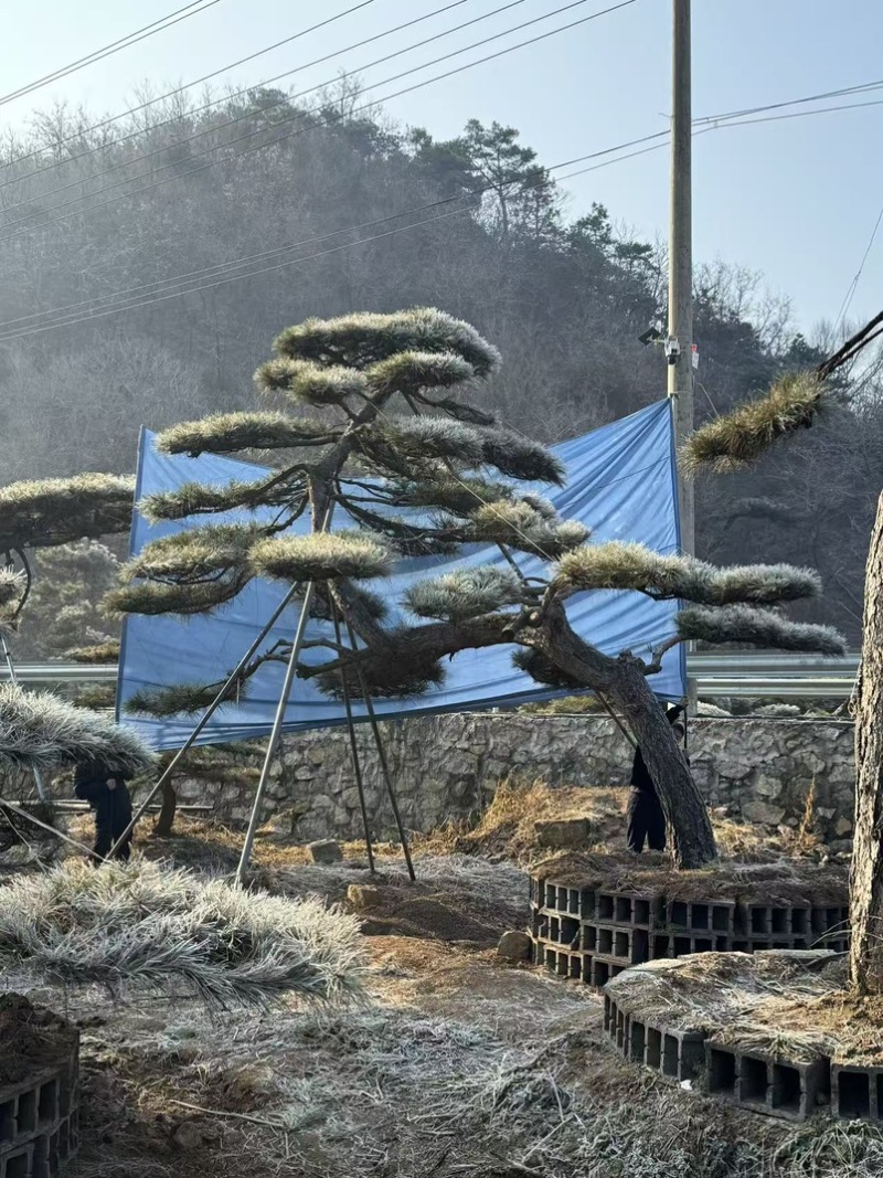 造型松，全国**的性价比高，**基地！