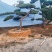 造型松，全国**的性价比高，**基地！