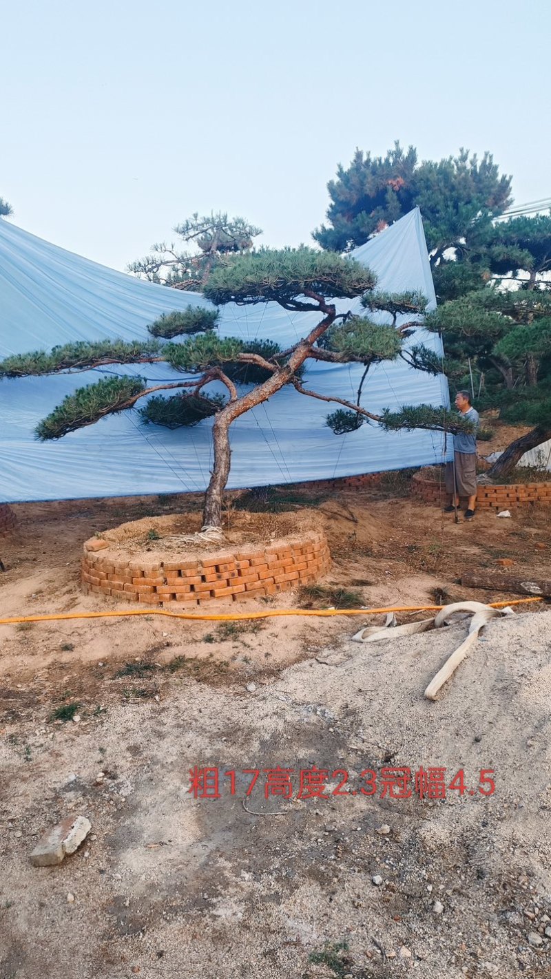 造型松，全国**的性价比高，**基地！