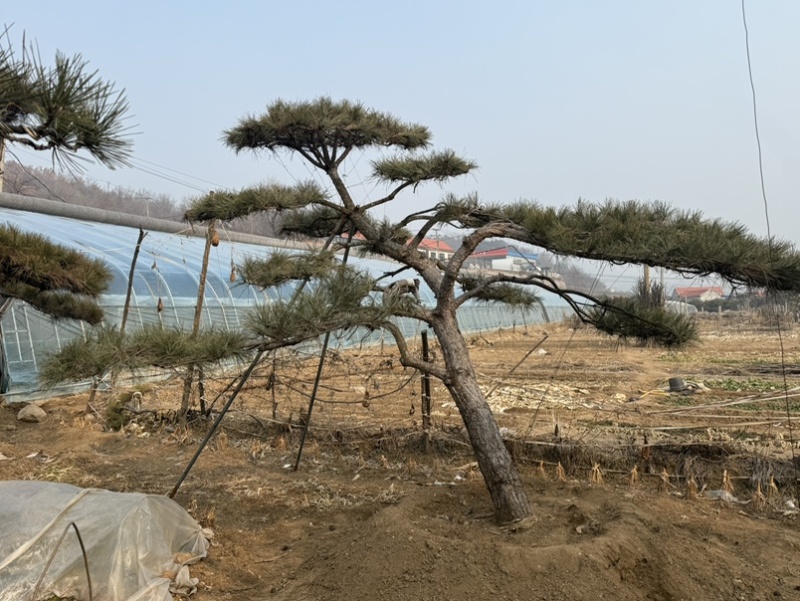 造型松，全国**的性价比高，**基地！