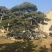 造型松，全国**的性价比高，**基地！