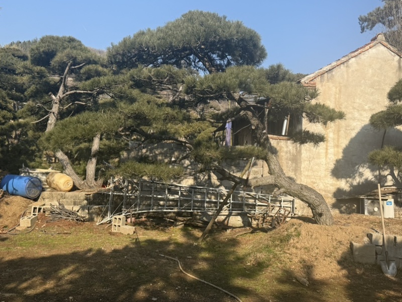 造型松，全国**的性价比高，**基地！