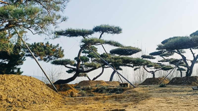 造型松，全国**的性价比高，**基地！