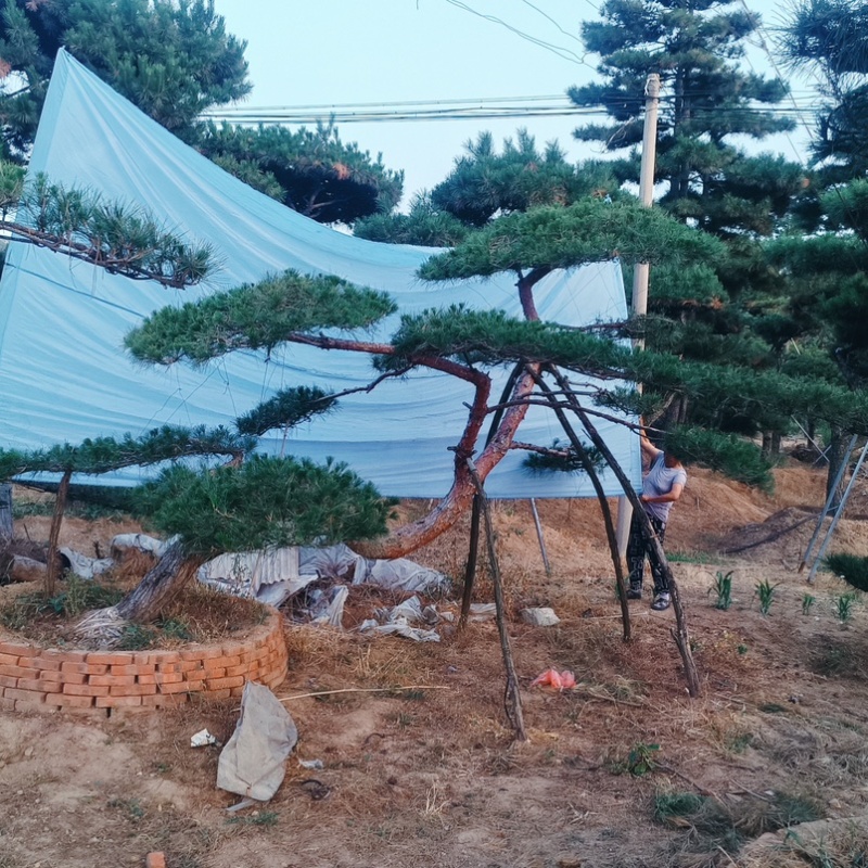 造型松，全国**的性价比高，**基地！