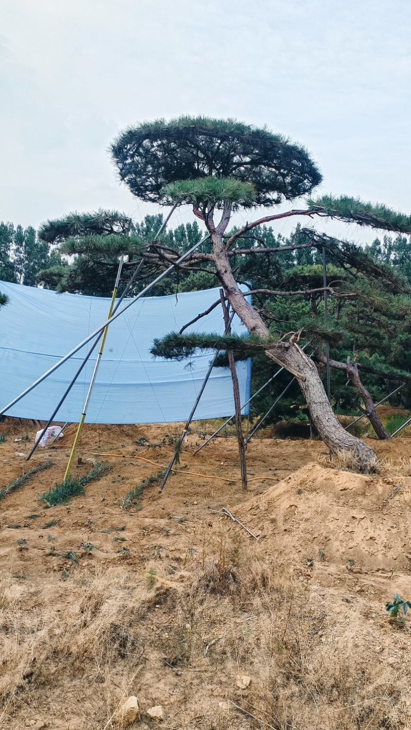造型松，全国**的性价比高，**基地！