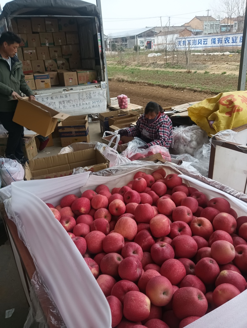 冷库高山红富士苹果颜色红，囗感甜，对接市场，对接商超。