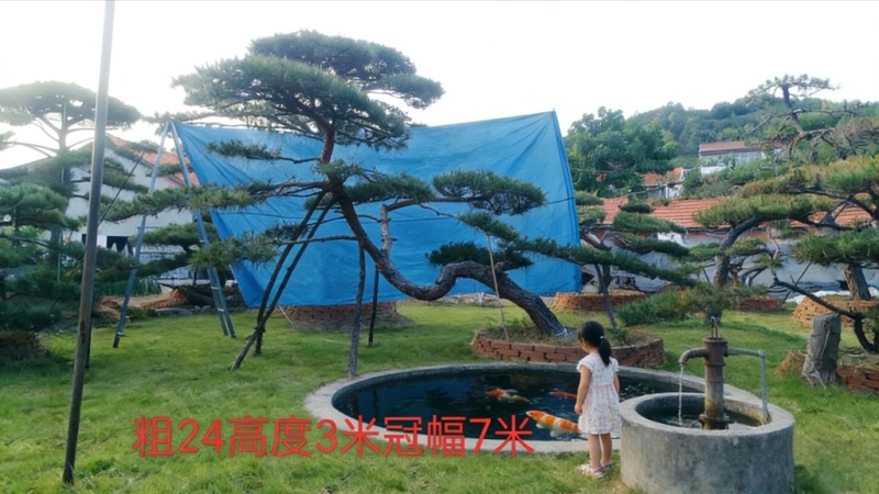 造型松，全国**的性价比高，**基地！
