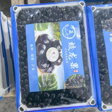 【精品】蛟龙果/树葡萄/珍宝果大量供应新鲜分拣各种包规格