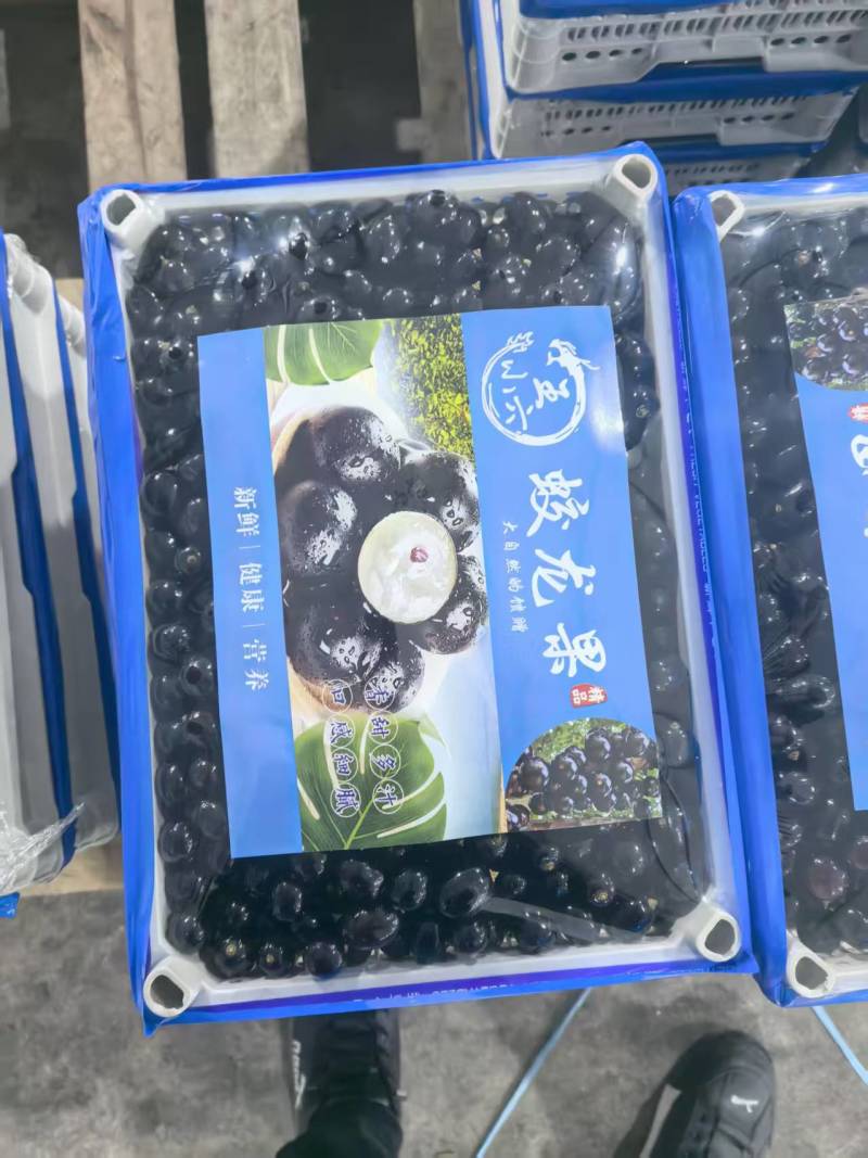 【精品】蛟龙果/树葡萄/珍宝果大量供应新鲜分拣各种包规格