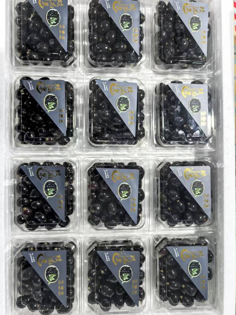 【精品】蛟龙果/树葡萄/珍宝果大量供应新鲜分拣各种包规格