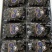 【精品】蛟龙果/树葡萄/珍宝果大量供应新鲜分拣各种包规格